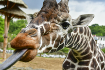 Zoo Jihlava – místo, kde příroda vypráví příběhy